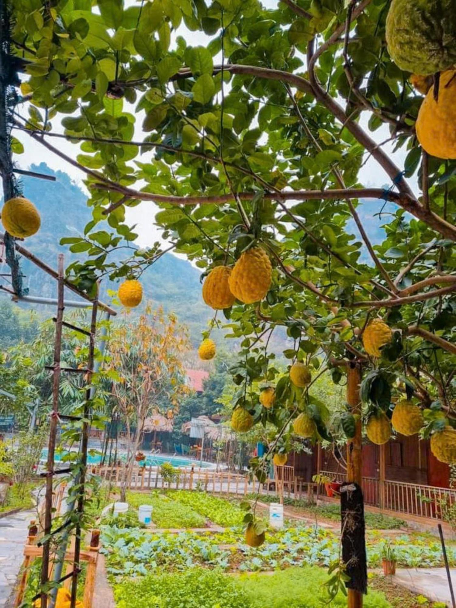Hoalu Ecolodge Homestay Ninh Bình Extérieur photo